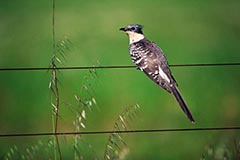 Hherkuckuck  - Zum Vergroessern klicken!